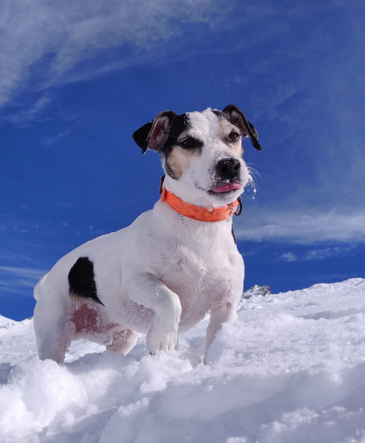 Dex le Jack Russell dans la neige — co-fondateur a 4 pattes d'AmiAnimal