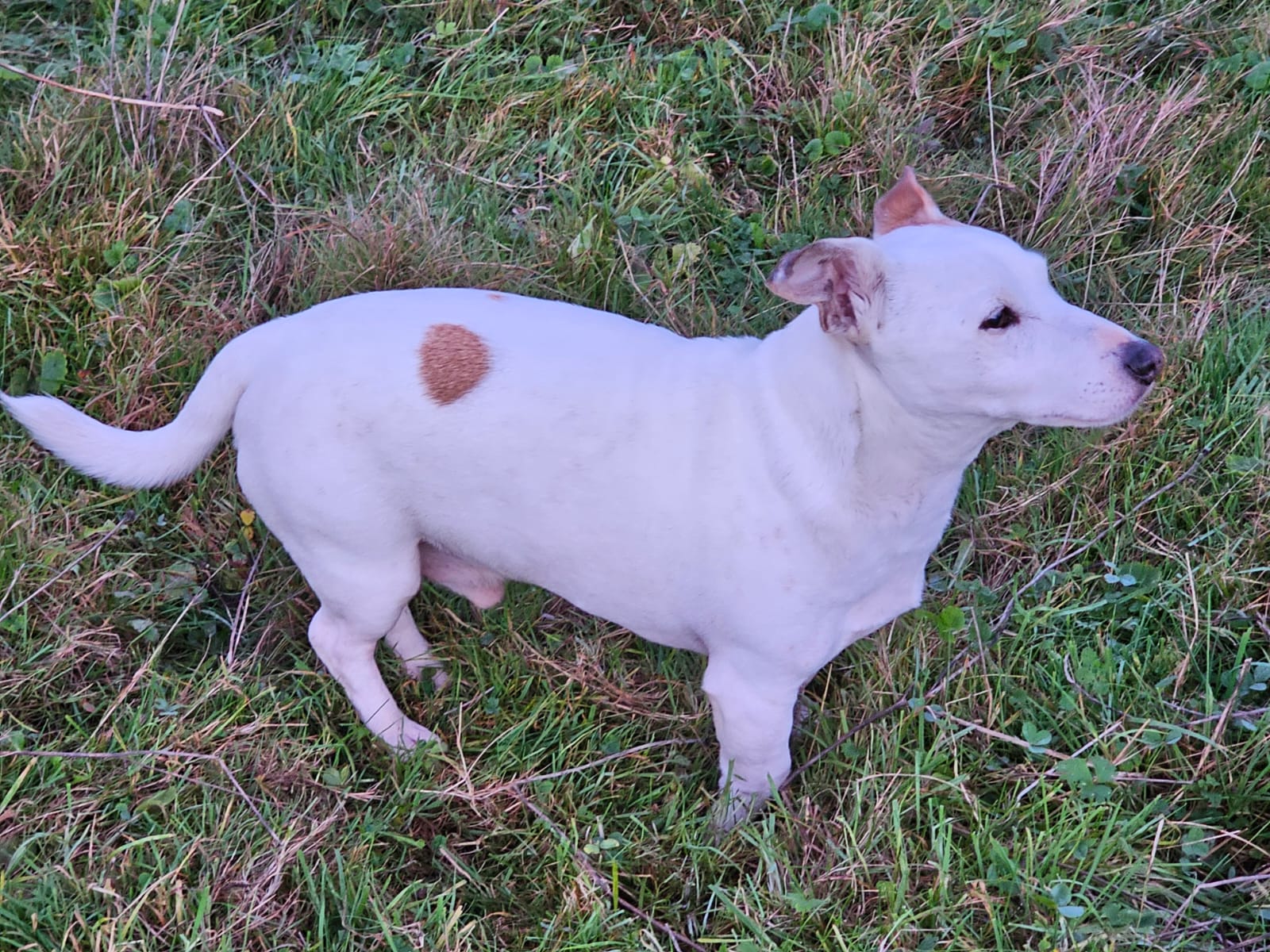 Barrel — Jack Russell