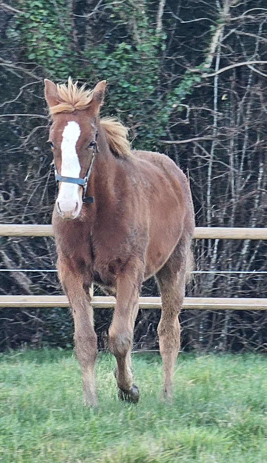 Spirit — Cheval Alezan